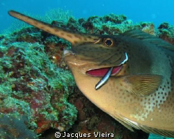 nothing like a early morrning clean . by Jacques Vieira 